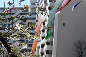 006_250404039 X900 〇ヤマザクラと鯉のぼり 帷子川 Z50 Z18-140.jpg