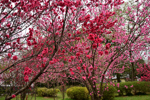 044_250404244 X900 ◎古 河総合公園 Z50 Z18-140.jpg