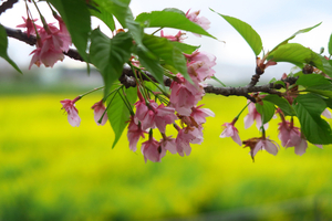 034_250402091 幸手権現堂桜堤 G7X.jpg