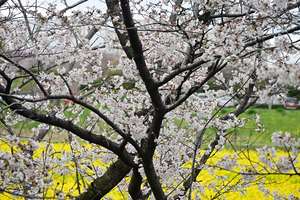 027_250404184 X900 〇幸手権現堂桜堤 Z50 Z18-140.jpg