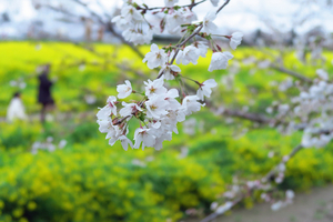 035_250402095 X900 〇幸手権現堂桜堤 G7X.jpg