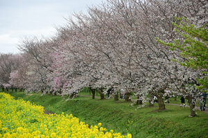 033_250404210 ◎幸手権現堂桜堤 Z50 Z18-140.jpg