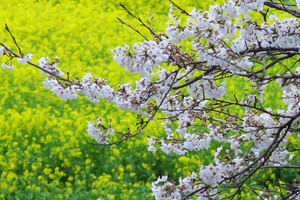 029_250402080 X900 〇幸手権現堂桜堤 G7X.jpg