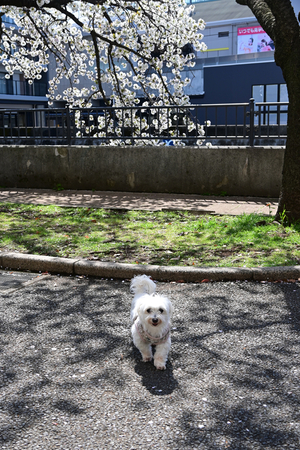 014_250404080 X900 ヤマザクラ 帷子川 Z50 Z18-140.jpg