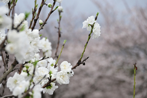 055_250404291 X900 〇古河総合公園 Z50 Z18-140.jpg