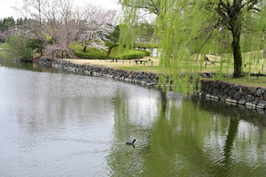 049_250404276 X900 ◎古河総合公園 Z50 Z18-140.jpg