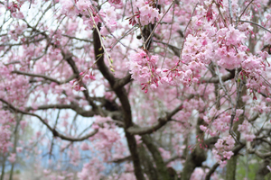 051_250402130 X900 〇古河公方公園 G7X.jpg