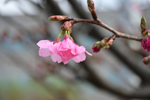 016_250328104 X900 神戸町第二公園横浜緋桜 Z50 Z18-140.jpg