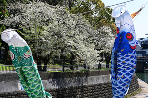 009_250404054 X900 ◎ヤマザクラと鯉のぼり 帷子川 Z50 Z18-140.jpg