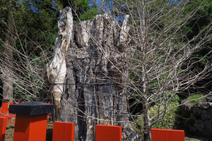 012_250405032 X900 〇鶴岡八幡宮 G7X.jpg