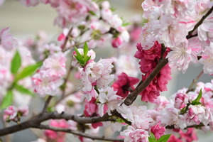 015_250328098 X900 神戸町第二公園 モモ 絞り八重 咲き分け Z50 Z18-140.jpg