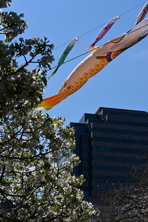 010_250404062 X900 ◎ヤマザクラと鯉のぼり 帷子川 Z50 Z18-140.jpg