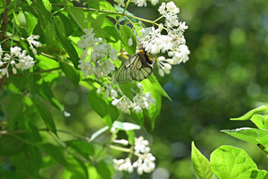 024_250430294 X900 ◎ウスバシロ 交尾嚢 八王子城跡 Z50 Z105mc.jpg