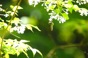 016_250430082 X900 ◎アオバ 八王子城跡 RX10M4.jpg