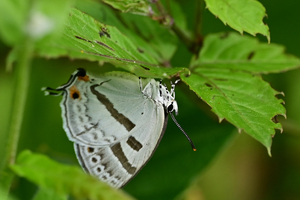 010_250523132t X900 ◎舞岡公園 前田の丘 ミズイロオナガ Z50 Z105mc.jpg