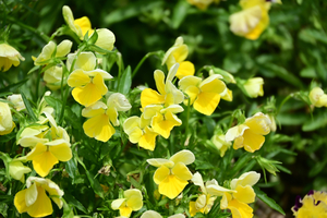 019_250612072 X900 〇区役所 パンジー Z18-140.jpg