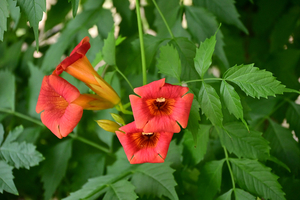 001_250612006 X900 峰岡公園 アメリカンノウゼンカズラ Z18-140.jpg
