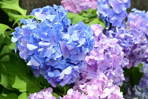 022_250612083 X900 〇区役所 ガクアジサイ Z18-140.jpg