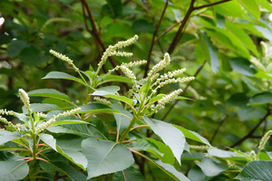 003_250523006 X900 舞岡公園 リョウブ もみじ休憩所 RX10M4.jpg