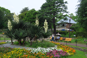 009_250516024 X900 5月の日比谷公園 アツバキミガヨラン G7X.jpg