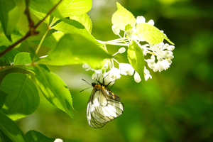 027_250430237 X900 ◎ウスバシロ ミツバウツギ 八王子城跡 RX10M4.jpg