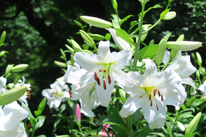 017_250520016 X900 日比谷公園 マドンナリリー サクユリ G7X.jpg