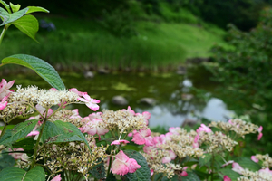 012_250614038 X900 〇保土ヶ谷公園 Z18-140.jpg