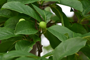 003_250612007 X900 峰岡公園 コブシ Z18-140.jpg