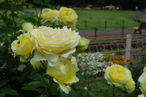 008_250516023 X900 5月の日比谷公園 G7X.jpg