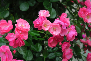 005_250516015 X900 5月の日比谷公園 日比谷花壇 ロサ・ベンデュリナ G7X.jpg