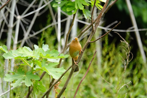007_250523025 X900 〇舞岡公園 ガビチョウ RX10M4.jpg