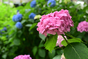 009_250614021 X900 〇保土ヶ谷公園 Z18-140.jpg