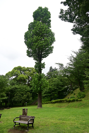 006_250614016 X900 〇ユリノキ 保土ヶ谷公園 Z18-140.jpg