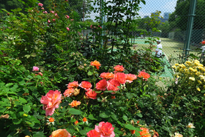 009_250520008 X900 日比谷公園 G7X.jpg