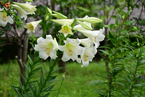 024_250614079 X900 〇テッポウユリ ステージ星川 Z18-140.jpg