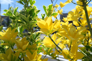 024_250528105 X900 蔵造りの町並み りそなコエドテラス マサキ G7X.jpg