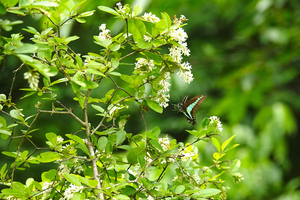 019_250523046 X900 〇舞岡公園 アオスジ イボタノキ RX10M4.jpg
