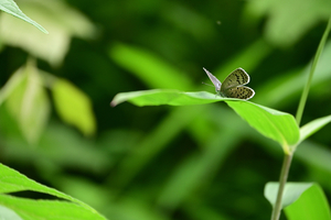 010_250614029s X900 ◎ヤマトシジミ 保土ヶ谷公園 Z18-140.jpg