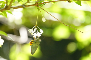 019_250430105 X900 ◎アオバ 八王子城跡 RX10M4.jpg