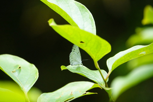014_250523071 X900 〇舞岡公園 ウラゴ 長久保 RX10M4.jpg