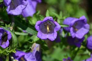 005_250612015 X900 峰岡公園 ツリガネソウ Z18-140.jpg