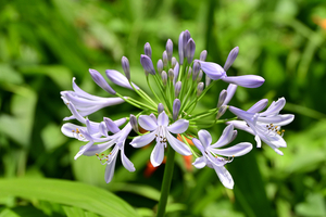 009_250612027 X900 峰岡公園 アガパンサス・プラエコクス Z18-140.jpg