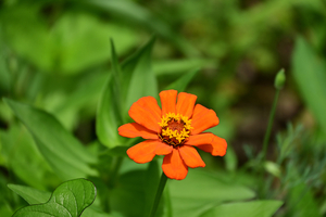 013_250612035 X900 峰岡公園 ヒャクニチソウ Z18-140.jpg