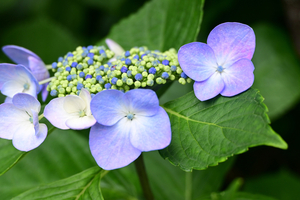 005_250614011 X900 〇保土ヶ谷公園 Z18-140.jpg