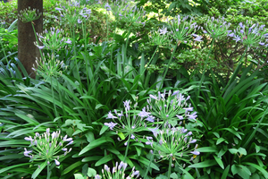 006_250520005 X900 日比谷公園 アガパンサス・プラエコクス G7X.jpg