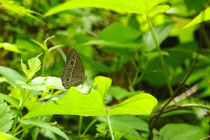 012_250523051m X900 〇舞岡公園 ヒメジャノメ RX10M4.jpg