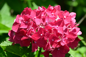 008_250612023 X900 峰岡公園 ガクアジサイ Z18-140.jpg