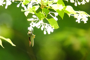 017_250430085 X900 ◎アオバ 八王子城跡 RX10M4.jpg