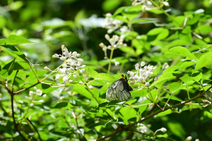 026_250430289 X900 ◎ウスバシロ 交尾嚢 八王子城跡 Z50 Z105mc.jpg