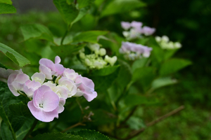 020_250614068 X900 〇保土ヶ谷公園 Z18-140.jpg